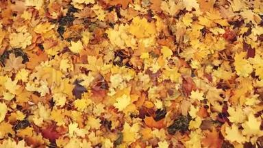 公园里的秋叶。 <strong>红黄绿</strong>叶纷纷落地.. 风吹向躺着的多人